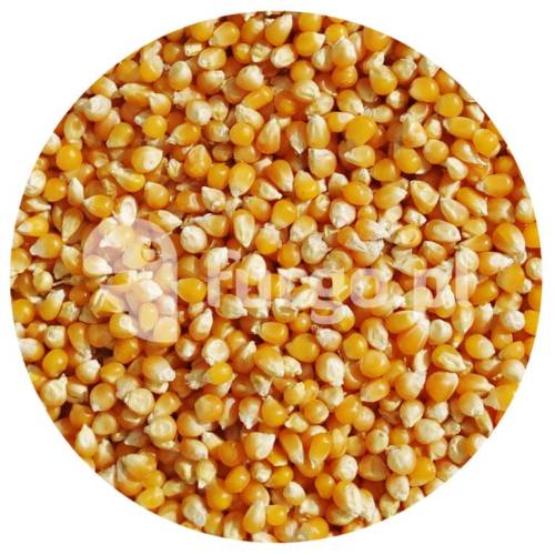 Popcorn 1 kg