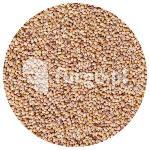 Proso senegalskie żółte 1 kg