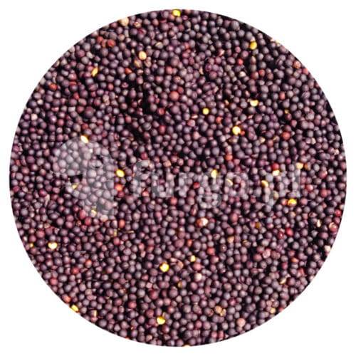 Rzepak 1 kg.