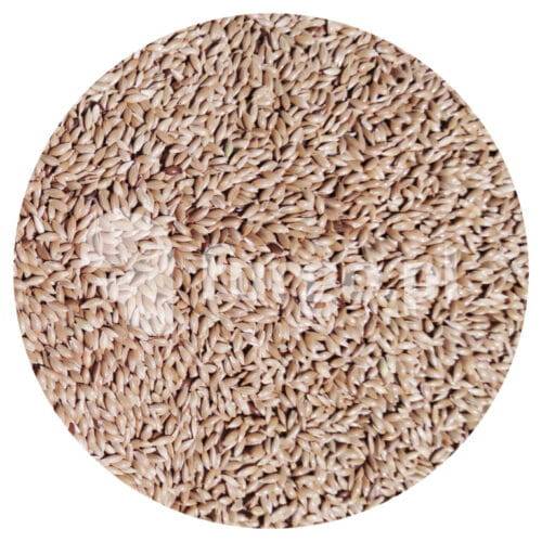 Mozga kanaryjska (Kanar) 1 kg