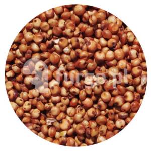 Sorgo czerwone