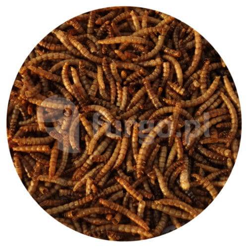 Suszone larwy mącznika 100g