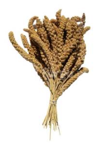 Proso senegalskie białe w kłosach 1kg 