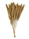 Proso senegalskie białe w kłosach 100g