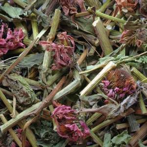 Royal Herbs Jeżówka ziele 100g