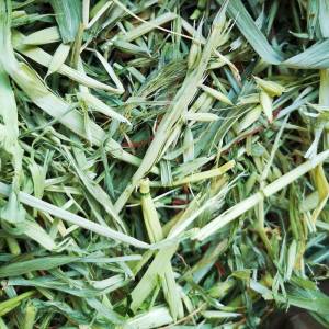 Royal Herbs Ziele owsa 100g