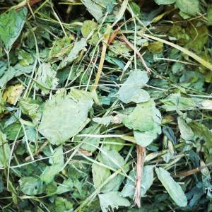 Royal Herbs Koniczyna czerwona ziele 200g