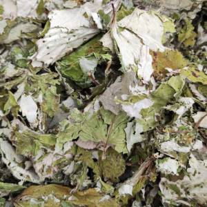Royal Herbs Podbiał pospolity liść 100g