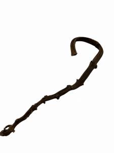 Zajęte Dzioby Laska bananowca