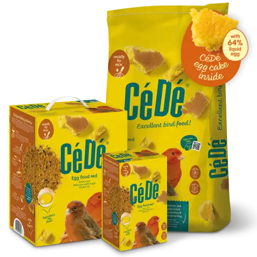 cede czerwone kanarki.jpg