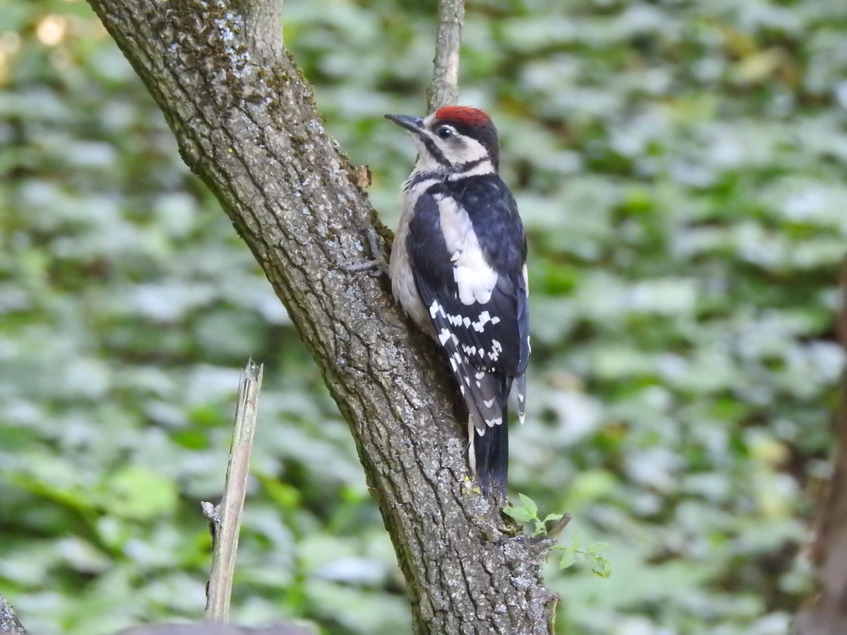 Młody osobnik dzięcioła dużego z czerwonym czubkiem głowy.