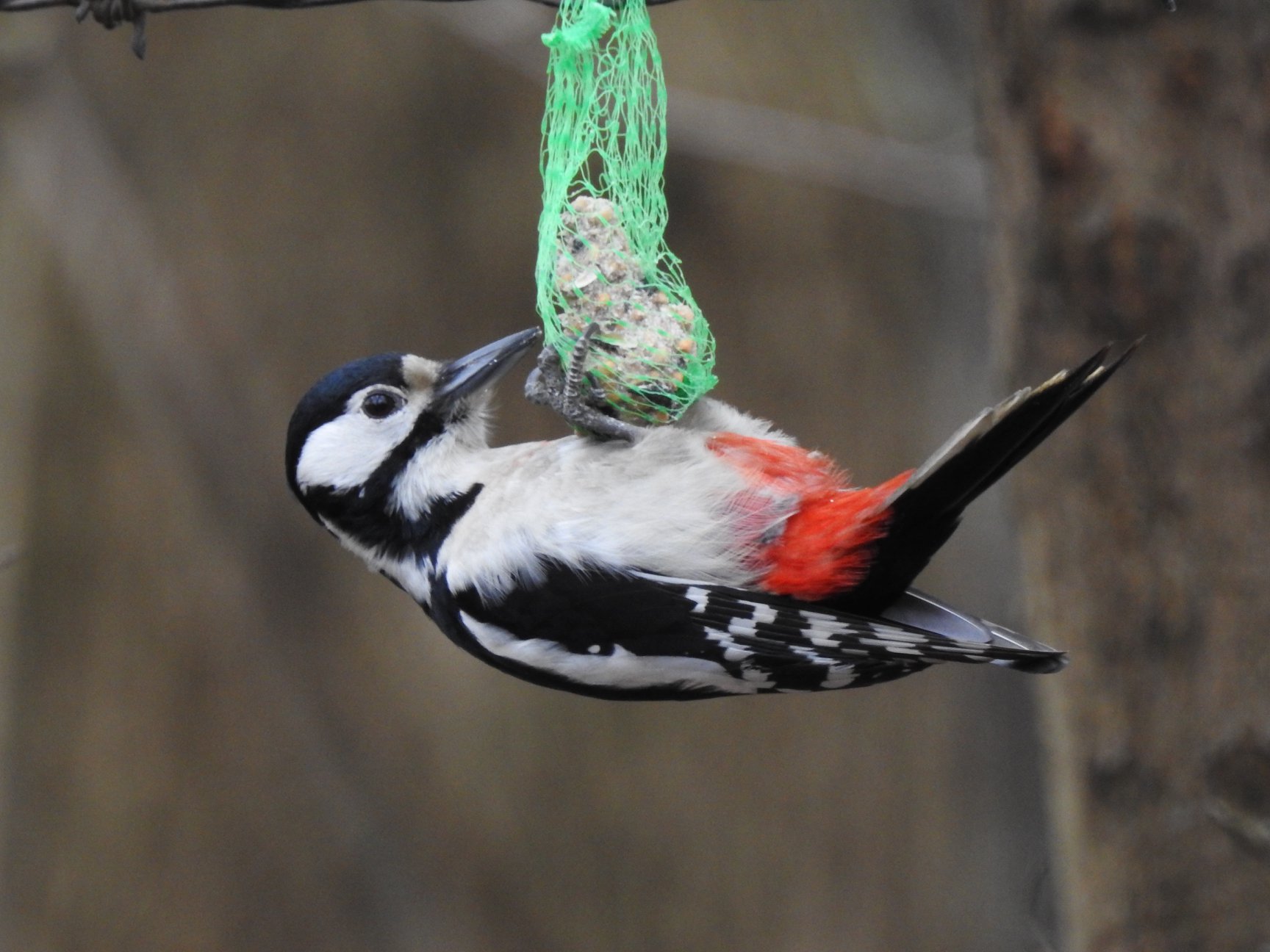 Samica dzięcioła dużego żerująca na kuli tłuszczowej. Kulę taką warto wyjąć z siatki, ażeby uniemożliwić ptakom zaczepienie się pazurami o nią - może się to dla nich źle skończyć.