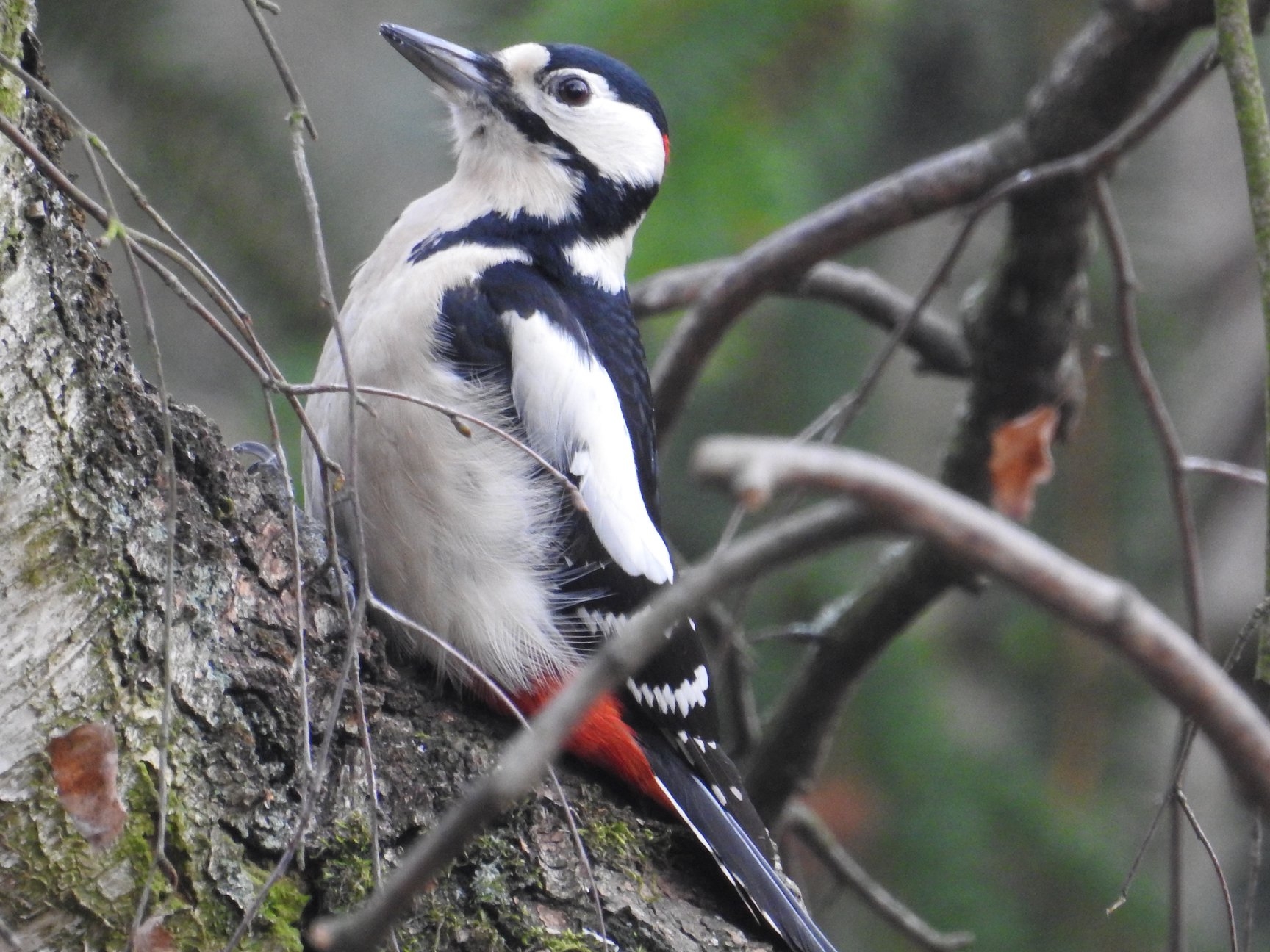 Samiec dzięcioła dużego - widoczny fragment czerwonej potylicy ptaka.