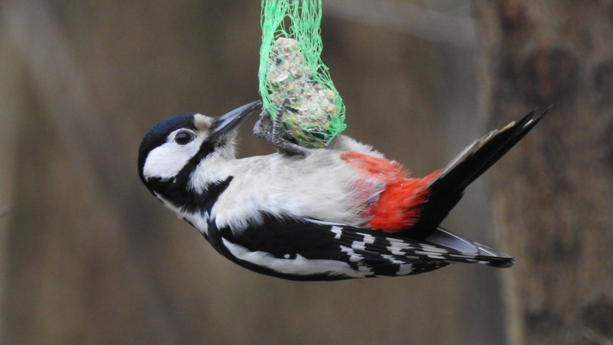Dzięcioł duży - ptasi kowal we pstrych piórkach